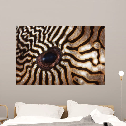 Malaysia Close-up Pufferfish Eye Wall Decal