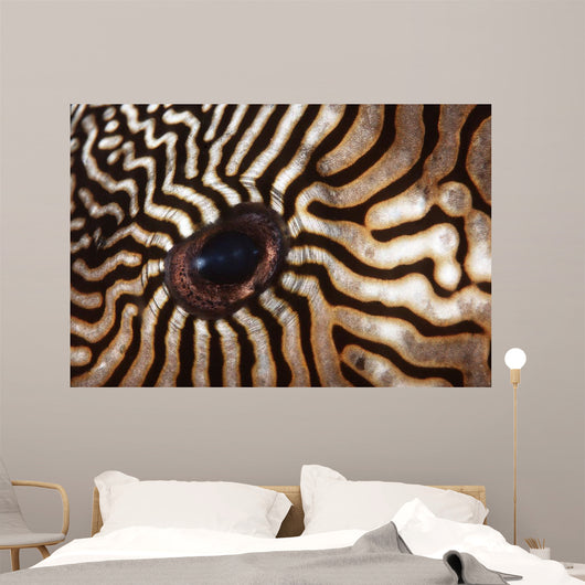 Malaysia Close-up Pufferfish Eye Wall Decal