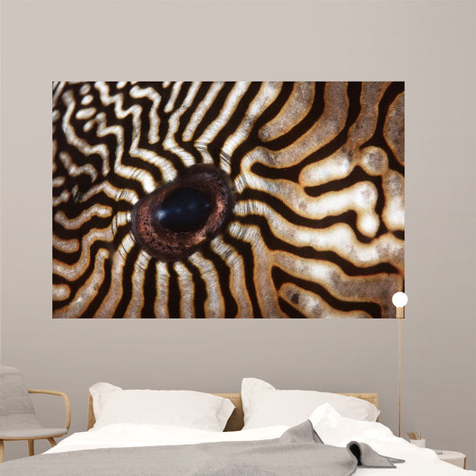 Malaysia Close-up Pufferfish Eye Wall Decal