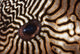 Malaysia Close-up Pufferfish Eye Wall Decal