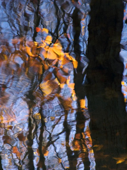 Tree Reflections Water Wall Decal Design 3