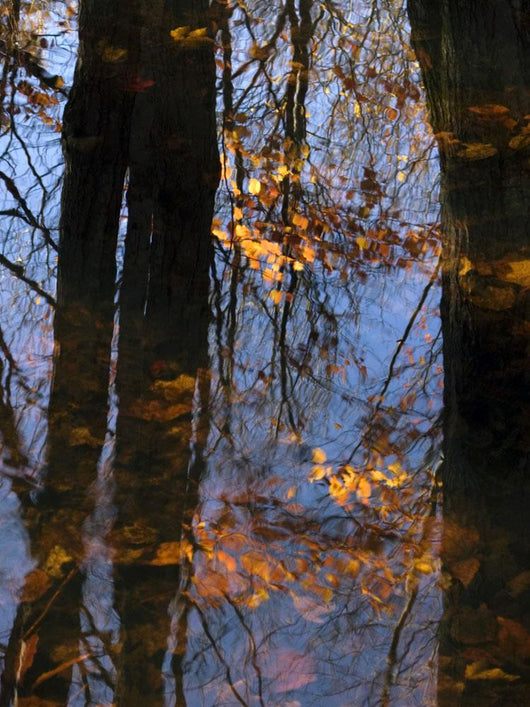 Tree Reflections Water Wall Decal Design 2