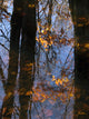 Tree Reflections Water Wall Decal Design 2