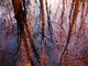 Tree Reflections Water Wall Decal Design 1