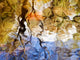 Colorful Glassy Reflections Water Wall Decal Design 1