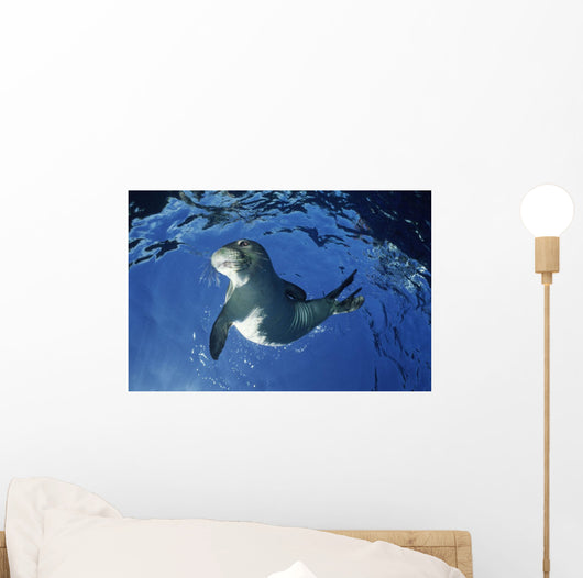 USA Hawaii Maui Monk Wall Decal