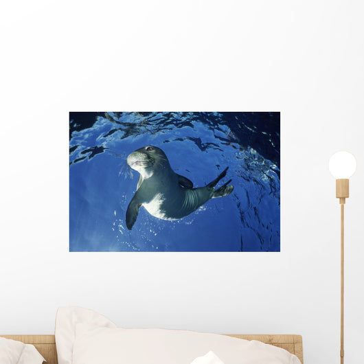 USA Hawaii Maui Monk Wall Decal