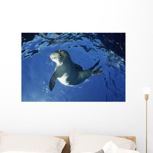 USA Hawaii Maui Monk Wall Decal