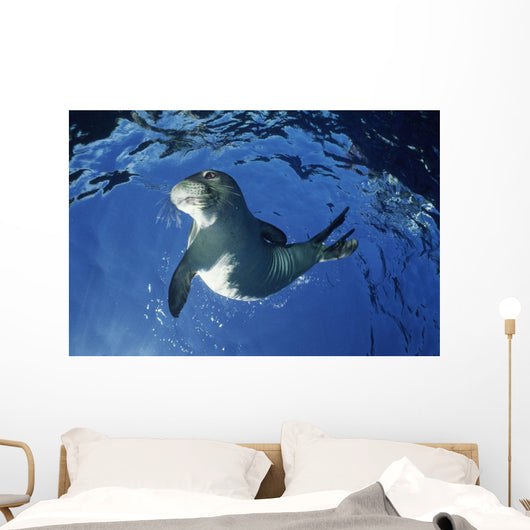 USA Hawaii Maui Monk Wall Decal