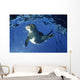 USA Hawaii Maui Monk Wall Decal
