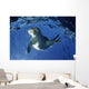 USA Hawaii Maui Monk Wall Decal