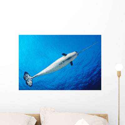 From below Male Narwhal Wall Decal shown on a wall