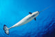 From below Male Narwhal Wall Decal