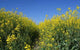 Canola Field Wall Decal
