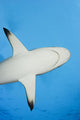 Micronesia Grey Reef Shark Wall Decal