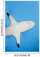 Micronesia Grey Reef Shark Wall Decal
