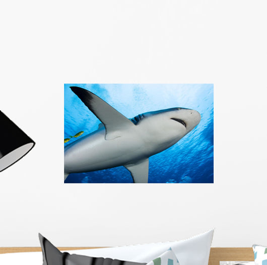 Micronesia Wall Decal
