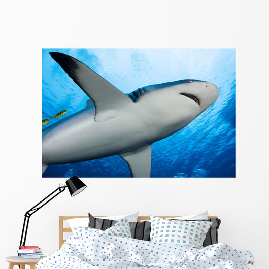 Micronesia Wall Decal