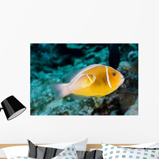 USA Bright Orange Anemone Wall Decal