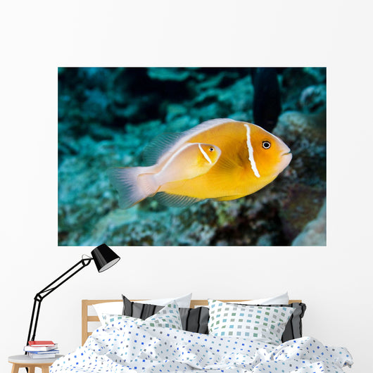 USA Bright Orange Anemone Wall Decal