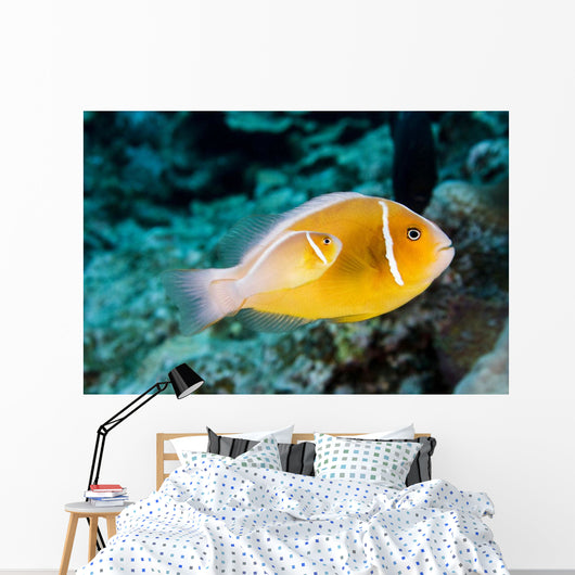 USA Bright Orange Anemone Wall Decal