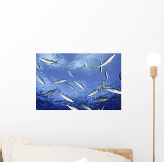 Micronesia School Rainbow Runner Wall Decal