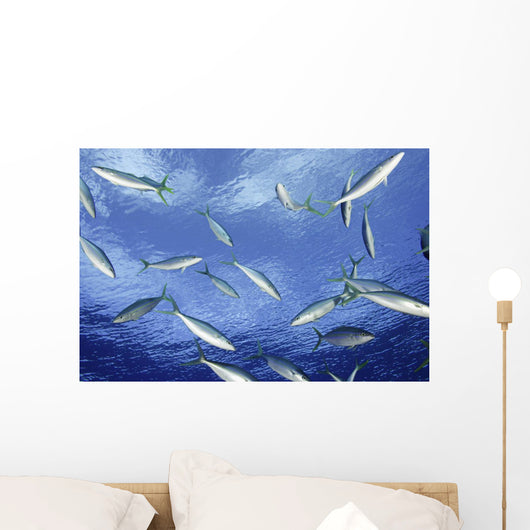 Micronesia School Rainbow Runner Wall Decal