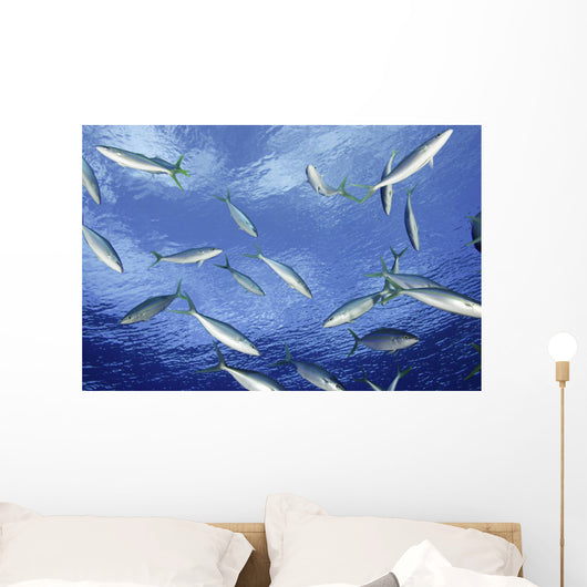 Micronesia School Rainbow Runner Wall Decal