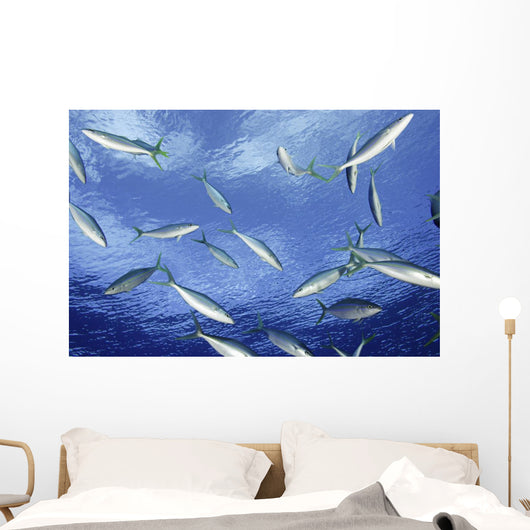 Micronesia School Rainbow Runner Wall Decal