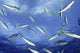 Micronesia School Rainbow Runner Wall Decal