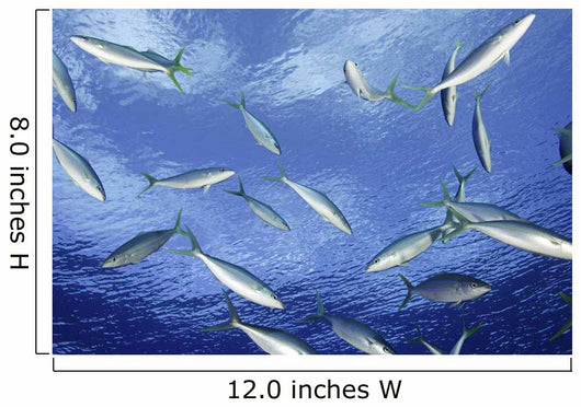 Micronesia School Rainbow Runner Wall Decal