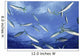 Micronesia School Rainbow Runner Wall Decal