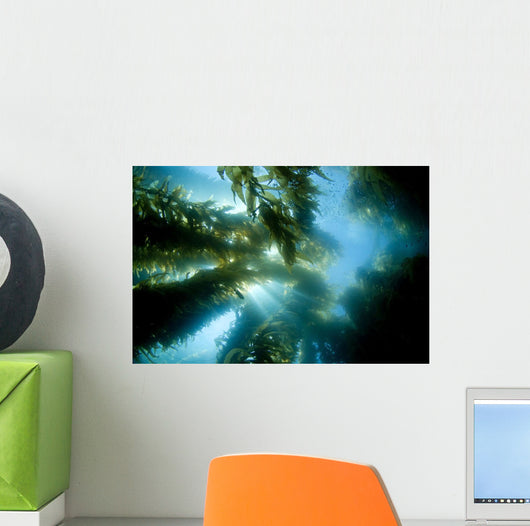 USA California Sunlight Streaming Wall Decal Design 2