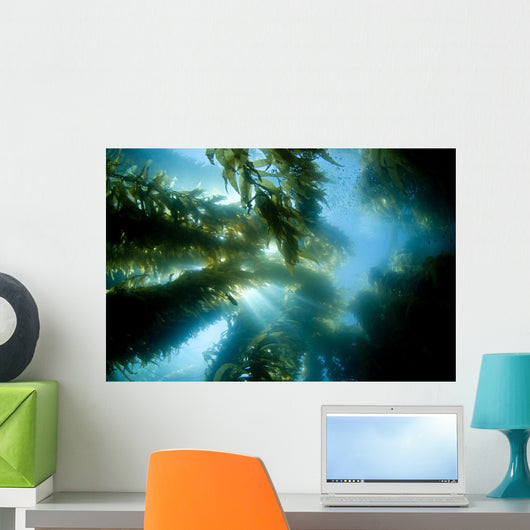 USA California Sunlight Streaming Wall Decal Design 2