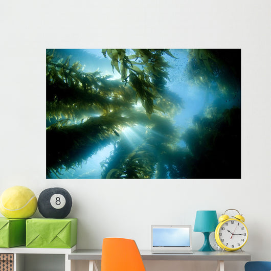 USA California Sunlight Streaming Wall Decal Design 2