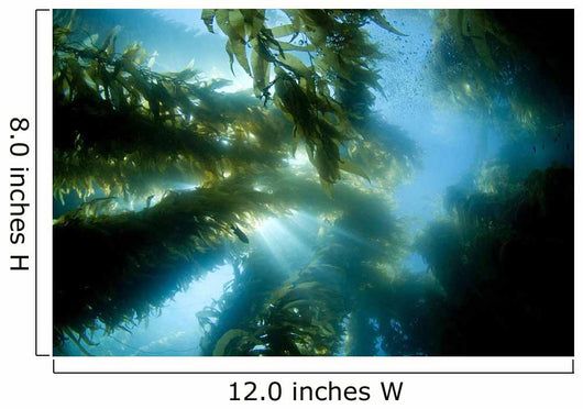 USA California Sunlight Streaming Wall Decal Design 2