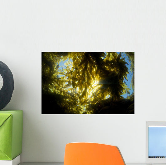 USA California Sunlight Streaming Wall Decal Design 1