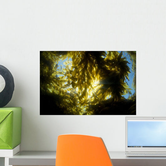 USA California Sunlight Streaming Wall Decal Design 1