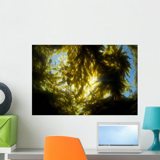 USA California Sunlight Streaming Wall Decal Design 1