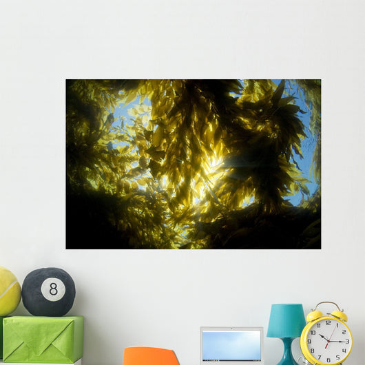 USA California Sunlight Streaming Wall Decal Design 1