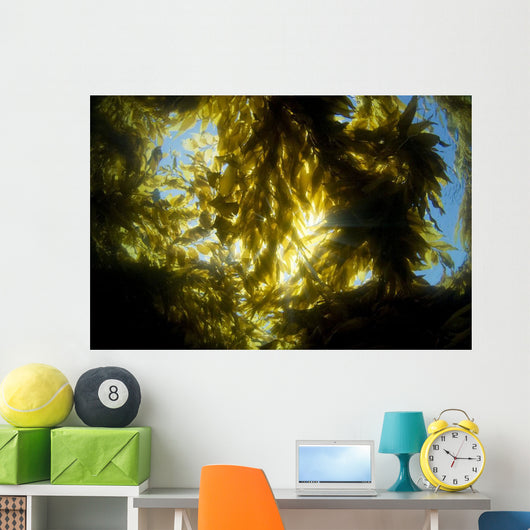 USA California Sunlight Streaming Wall Decal Design 1