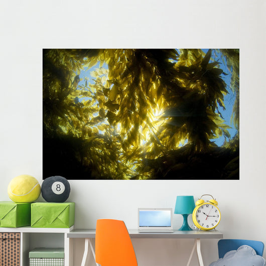 USA California Sunlight Streaming Wall Decal Design 1