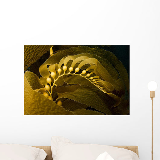 USA California Channel Islands Wall Decal