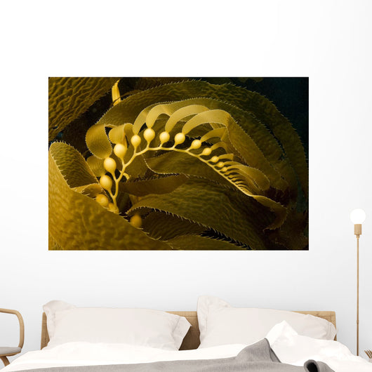 USA California Channel Islands Wall Decal
