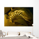 USA California Channel Islands Wall Decal