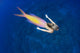 Mermaid Swimming Ocean Wall Decal
