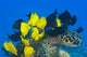 Goldring Surgeonfish and Yellow Wall Decal