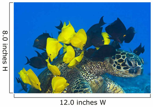 Goldring Surgeonfish and Yellow Wall Decal