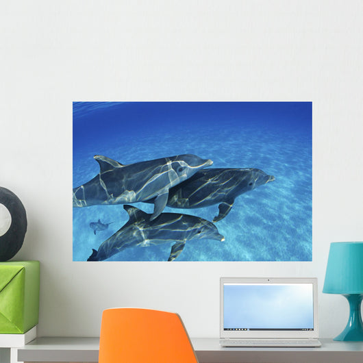 Atlantic Bottlenose Dolphin Swimming Wall Decal