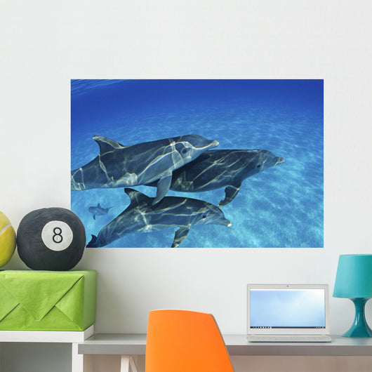 Atlantic Bottlenose Dolphin Swimming Wall Decal